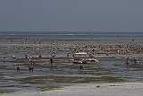 Women collecting something at low tide
